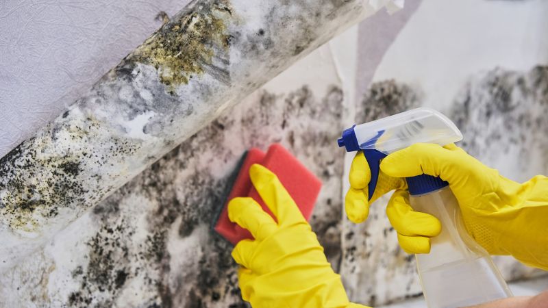 Mold Remediation Service in Jupiter, FL