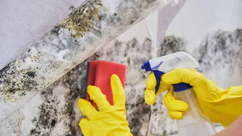 Mold Removal in Bergen County, NJ