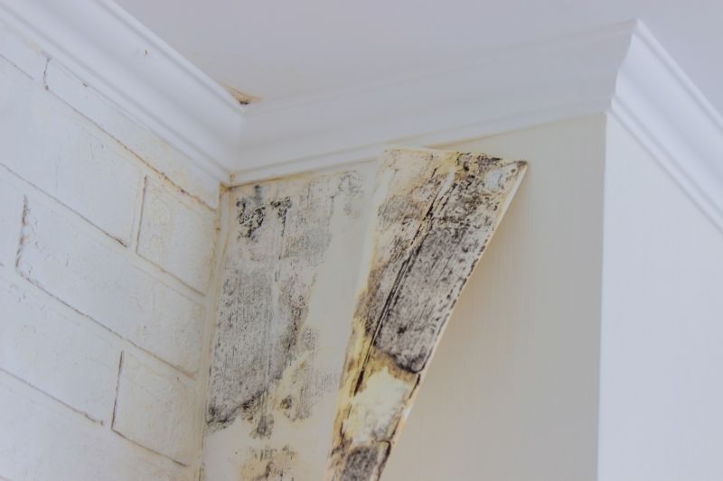 Mold Removal in Fort Lauderdale, FL
